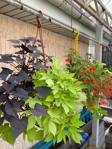 Другие виды семян и саженцев: Колеусы есть в стаканчиках и большие — 11