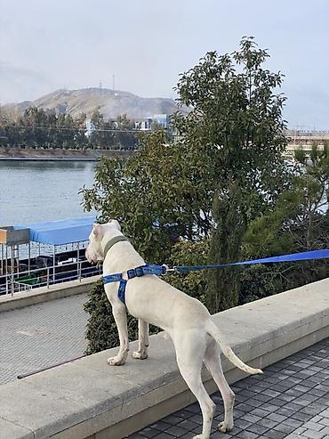 hovsanda cuce satisi: Doq, 10 ay, Erkək, Peyvəndli — 3
