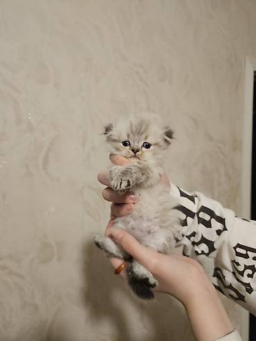 Pişiklər: Fars — 4