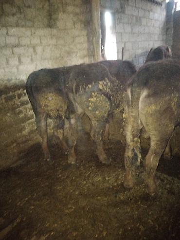 Коровы, быки: Продаю | Бык (самец) | Полукровка | На откорм — 1