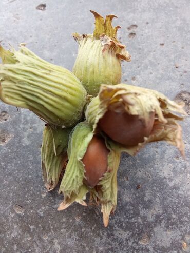 Продажа участков: 8 соток, Для сельского хозяйства, Тех паспорт — 8