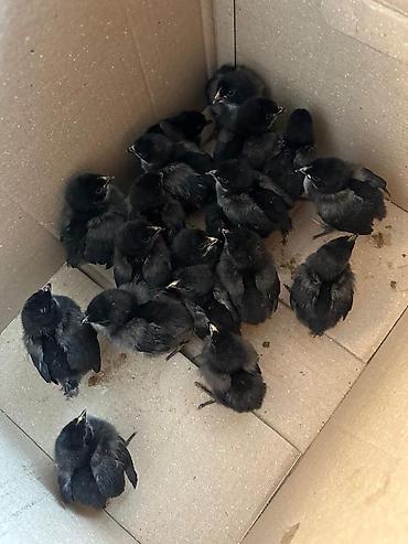 Куры, петухи: Продаю | Инкубационные яйца | Для разведения — 1