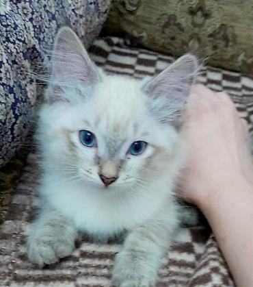 кошка малинкый: Котенок мальчик, родился 2 августа. Ласковый, игривый дружелюбный — 10