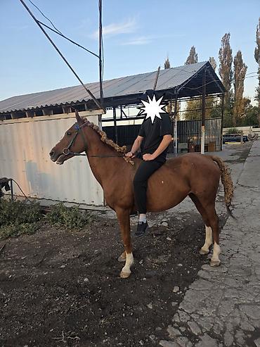 Продаю | Жеребец | Конный спорт