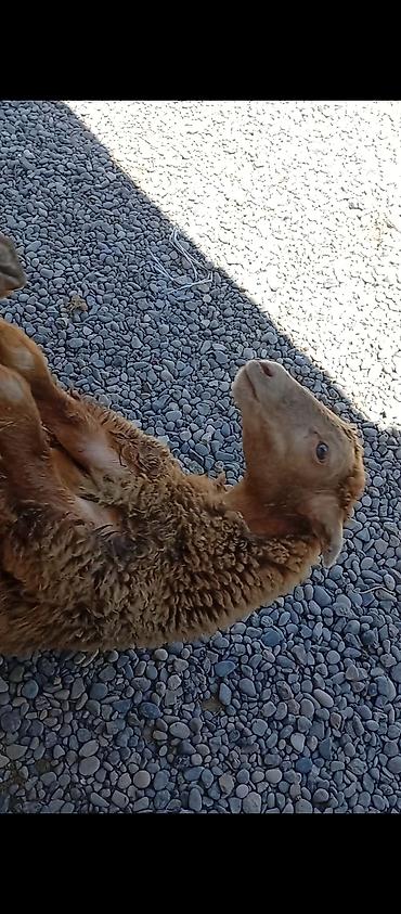 kənd məhsullarinin satisi: Quzu – diri çəkisi təqribən 18 erkəq 2 ayı oktyabrın 25 də tamam oldu — 2
