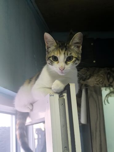 Pişiklər: Türk anqora, Dişi, Yaxşı əllərə, Ünvandan götürmə — 10