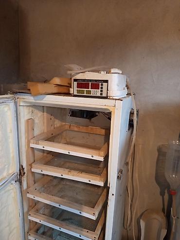 İnkubatorlar: Bütün növ quşlaq üçün — 1