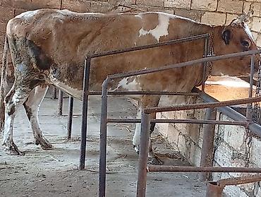 Рогатый скот: Ətlik di Real alıcılar narahat etsin — 1