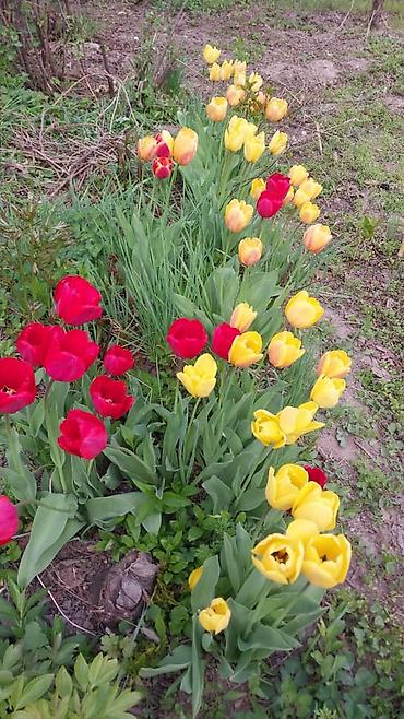 Продажа дач: 🏡 Срочно!!!Продается ухоженная дача. 📌 О доме: 	•	Кирпичный дом:56кв.м — 10