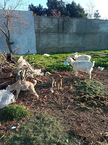 Mal-qara: Məhsul: Evdə saxlanılan keçilər və balaları Təsvir: - Şəkillərdə süd — 1