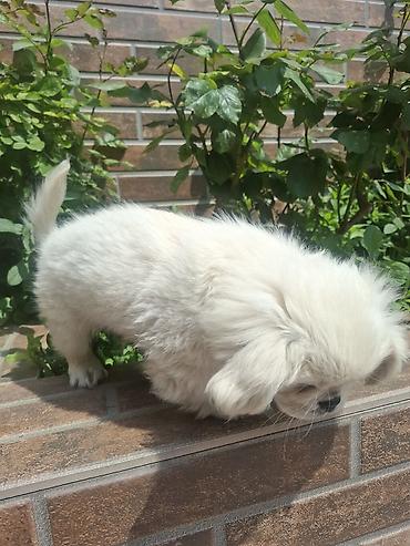 İtlər: Pekines, 3 ay, Erkek, Peyvəndli, Pulsuz çatdırılma — 10