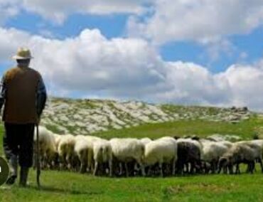 daye vakansiya 2018: Yevlax Mingəçevir ərazisinə çoban axtarılır