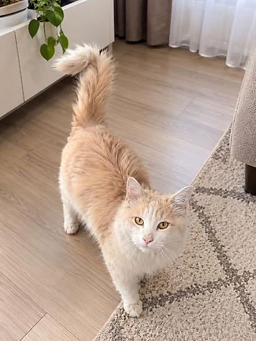 китайская кошка: Кошка даром: Беспородная, 11 месяцев, Мальчик — 2