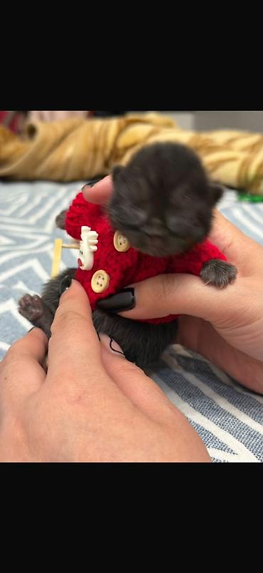 неделю: 🐾 Шотландские котята ищут любящих хозяев! 🐾 Малышам сейчас всего 2 — 6