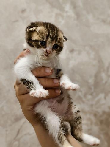 Balaca pişik balaları - Cins: qarışıq uzun/tüklü və qısa tüklü lalafo.az -da Balaca pişik balaları - Cins: qarışıq uzun/tüklü və qısa tüklü