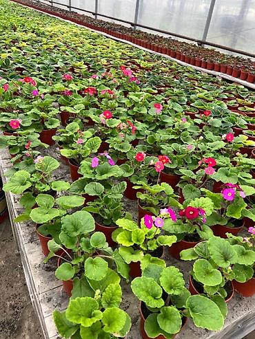 Садовые цветы и кустарники: Рассада цветка — 9