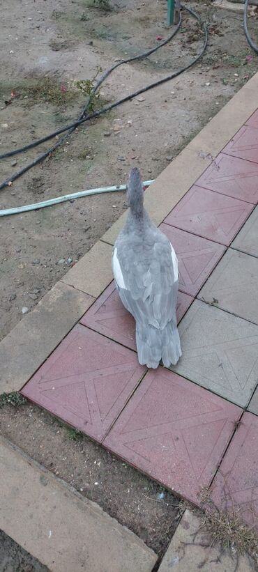 Digər quşlar: Məhsul: Boz rəngli musk ördəkləri (Indoutka) Təsvir: - Şəkillərdə boz — 10