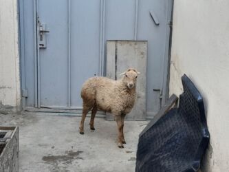 Коровы, быки: Erkəkdir sağlam quzudur 12 13 kq əti var real alıcılar əlaqə saxlasın