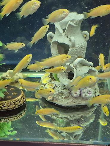 Рыбы: Продаю подростков Лабидохромис Еллоу (3-4 см) Labidochromis Yellow - — 3