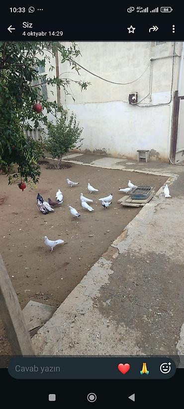 bala pisik satisi: Ev şəraitində saxlanılan göyərçinlər satılır. - Növlər: əsasən ağ — 1