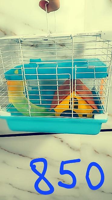 Зоотовары: Клетки очень дешево. распродаю остатки. цены от 500 до 1200 сом — 1