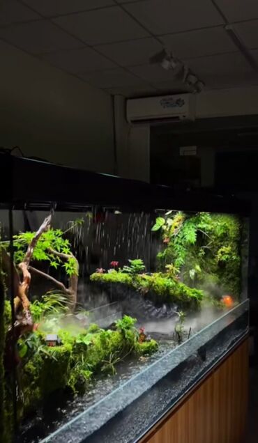 Akvarium aksessuar və ləvazimatları: Su canlıları sqxlamaq üçün uyğumdur. Sistem 24 və 12 volt enerji ilə — 3