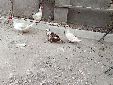 qara toyuq quşu: Salam öz qapımın heyvanlarıdı maşallah sağlam heyvanlardı 2 dişi bir — 1