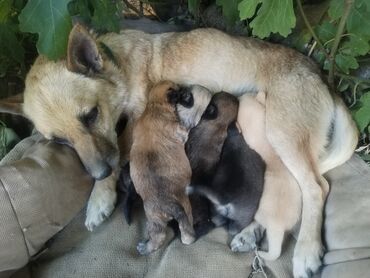 alman coban iti qiymeti: Zvonok, 2 ay, Erkek, Ünvandan götürmə