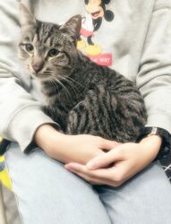 кошка в добрые руки: Кошка даром: Беспородная, 1 год, Мальчик