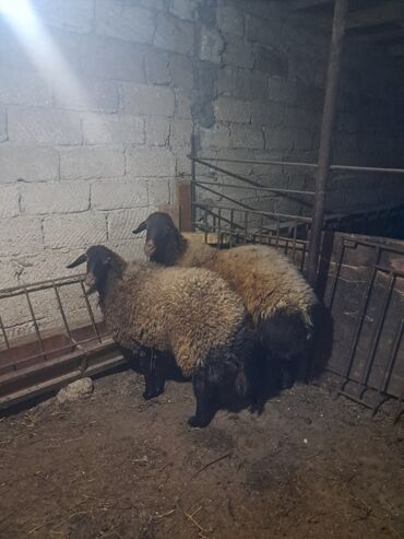 Gəmiricilər: Dişi, Qala, il: 1, 60 kq, Damazlıq, Ünvandan götürmə