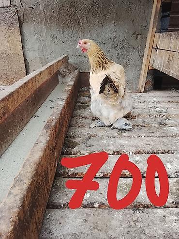брама лаванда: Продаю | Петух | Брама | Для разведения — 2