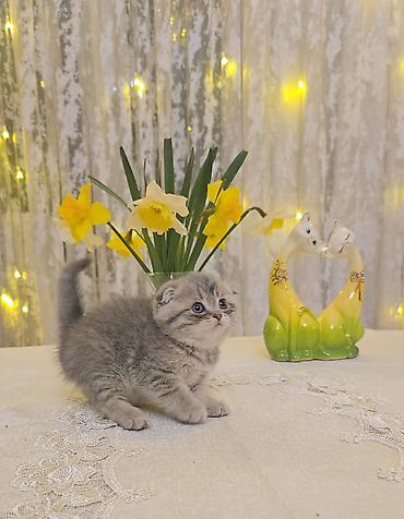 Pişiklər: Şotland — 3