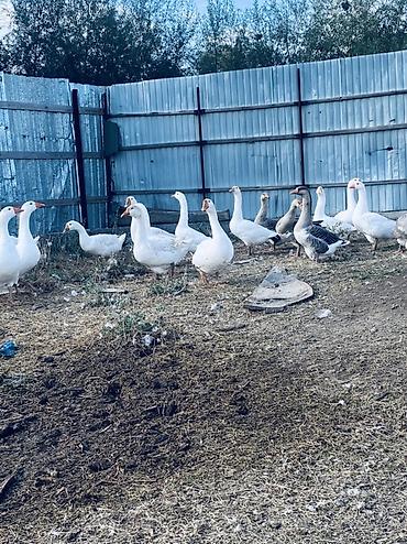 Продам с/х животных: Домашние гуси, поголовье смешанного окраса белого и серого цвета — 3
