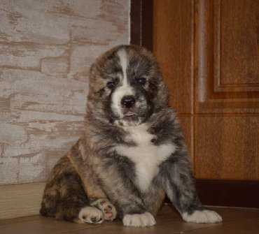 İtlər: Алабай (Alabay) Племенной питомник предлагает щенков среднеазиатской — 12