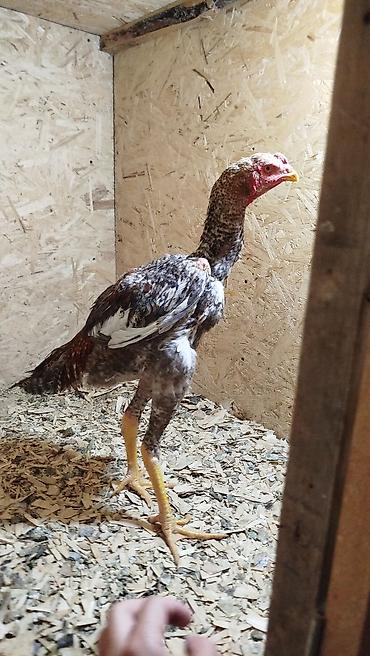 кошки жалал абад: Дакан цесарка жожо короз сатылат алмашу жолдору бар адрес Бишкек — 6
