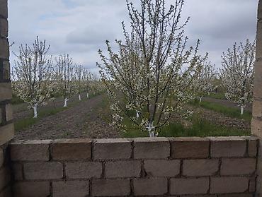 Torpaq sahələrinin satışı: 300 sot, Kupça (Çıxarış) — 4