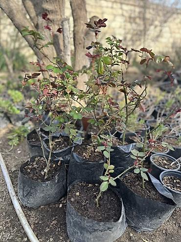 calaq qayçısı: Qırmızı qızılgül kolları – torf kisələrində yetişdirilmiş, calaq — 5