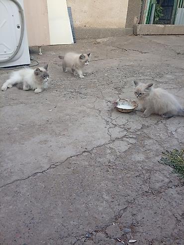 собака из приюта: Кошка даром: Сибирская, 4 месяца, Мальчик — 3