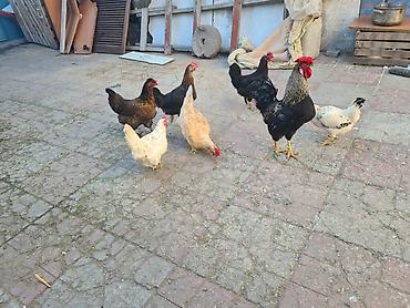 Xoruzlar: Unvan baki babek pr nzs 6eded toyuq 15aznden 1eded xoruz 25aznden — 1