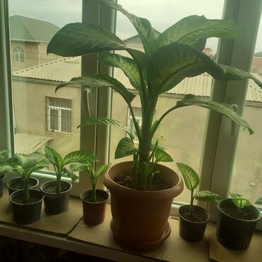 otaq bitkileri: Другие комнатные растения