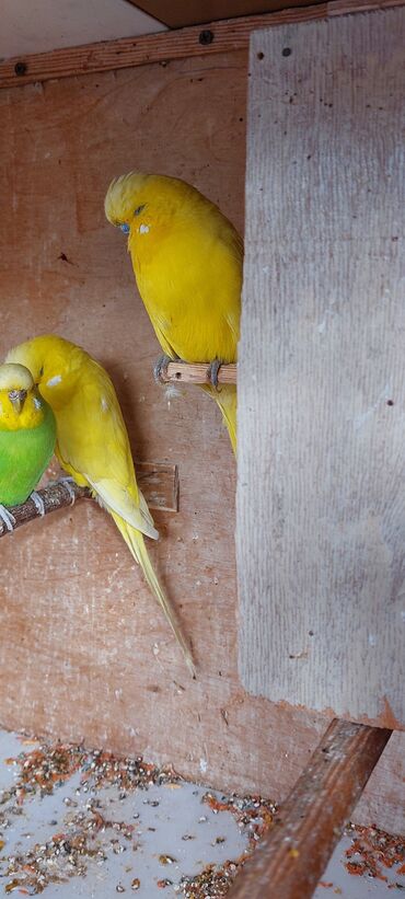 Aş qazanı: Məhsul: Rəngarəng dalmatian/xallı sarı-bənövşəyi tonlarda büryanlı