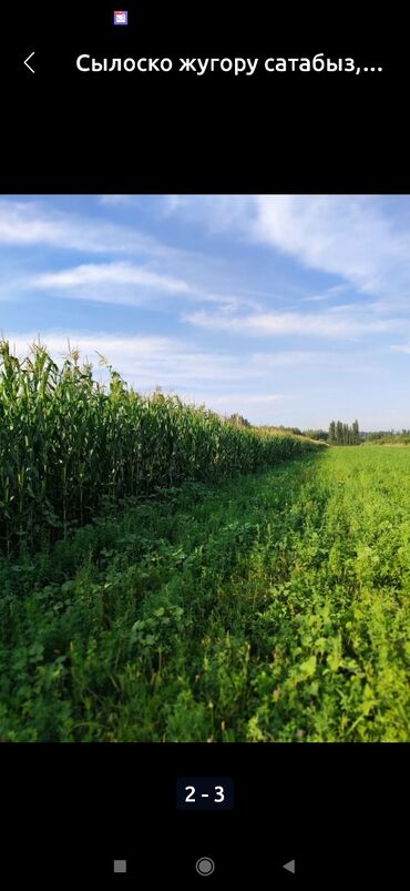 ячмень 6 рядный: СИЛОС СИЛОС СИЛОС🌽🌽🌽🌽🌽 Продаю кукуруза Манас 1000, ПИОНЕР сорт, на