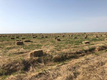 Torpaq sahələrinin satışı: 40000 sot, Kənd təsərrüfatı, Mülkiyyətçi, Müqavilə — 10