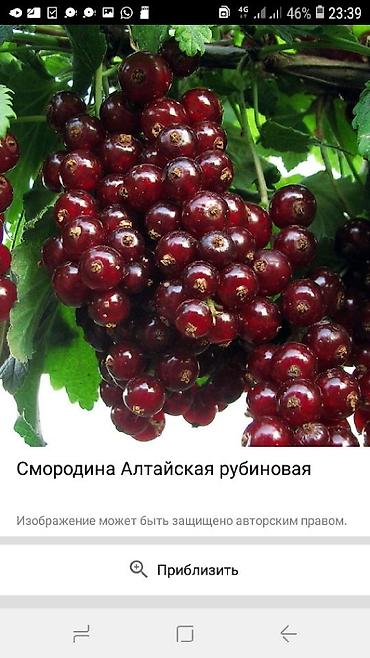 Другие виды семян и саженцев: Продаём саженцы смородины алтайский местный .(обмен есть рассмотрим — 2