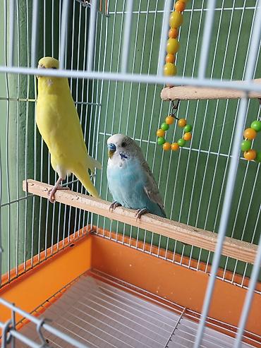 dalmatin satilir: Dalmatin və sarı rəngli iki dalğıç papuqay (büdcəri) ilə birlikdə — 1