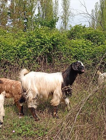 Keçilər, çəpişlər: Salam keçilər kom satılır.Cəmi 8 başdır. 1 ədəd hələbdən dönmə 1 — 5