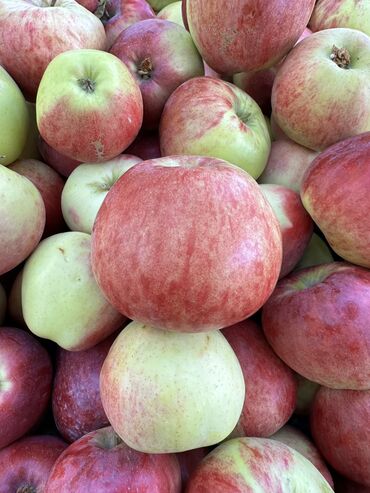 алма голден: Яблоки Апорт Иссык-кульский цена за кг