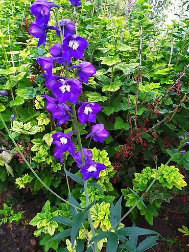 Другие садовые цветы и кустарники: Продаю уличные цветы многолетние оптом и в розницу. Дельфиниумы — 8