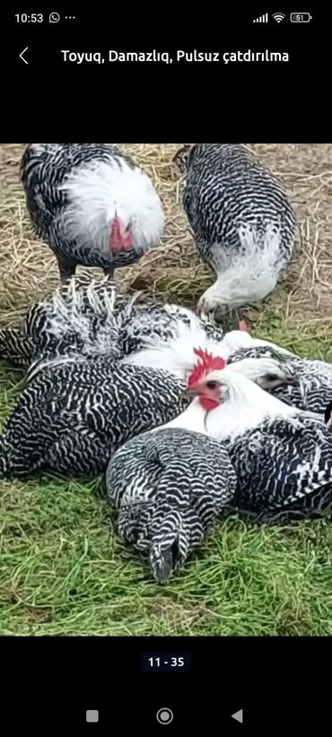 Hinduşka: Erkək, Kanada, Holland, Amerika, Damazlıq, Pulsuz çatdırılma — 10