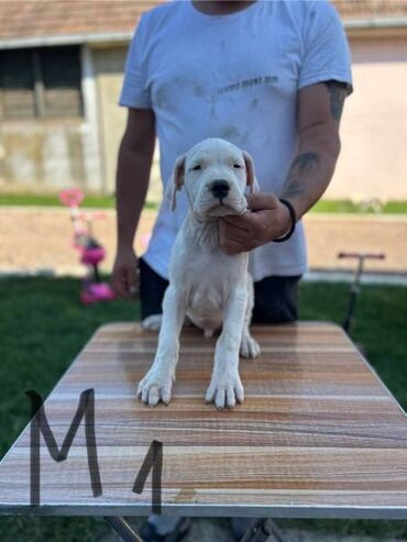 ovcari psi: Na prodaju štenci Dogo Argentino vrhunskog porekla i